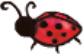 kaefer